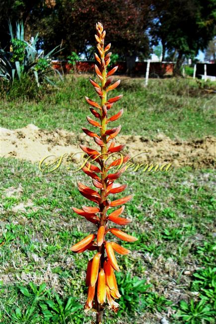  Inflorescence (Raceme)